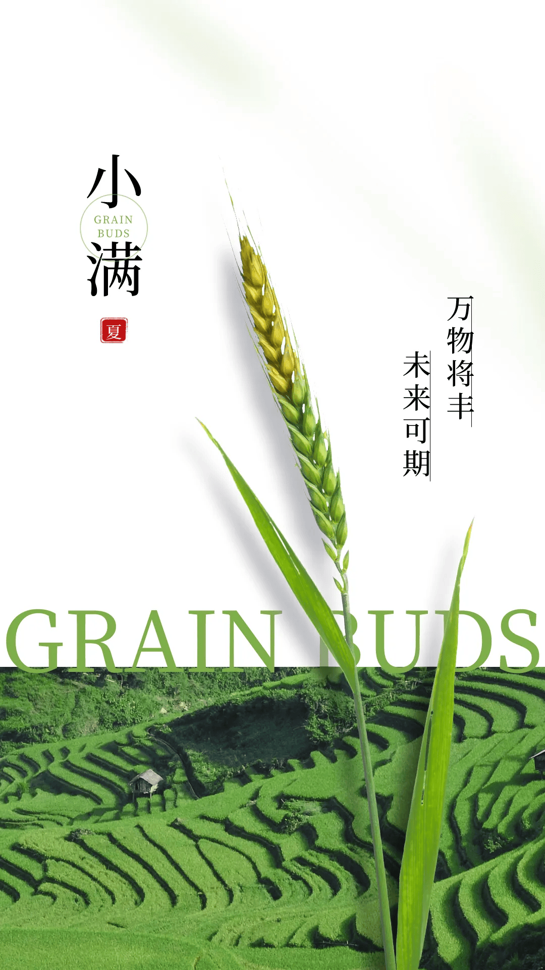小满节气文案海报|小满初盈 静待丰收