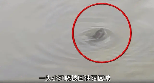 看丹观察丨督察组暗访发现江豚被困油污，当地为何“指豚为鱼”？