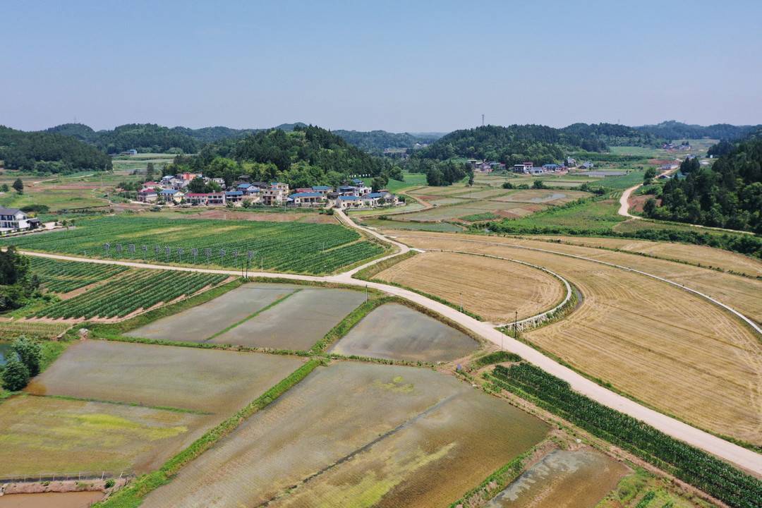 四川遂宁安居石洞镇亭子坝村封面新闻记者 刘虎 摄影报道5月16日,孟夏