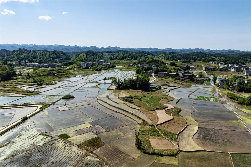 诗画南坪插秧忙_秧苗_利川_早稻