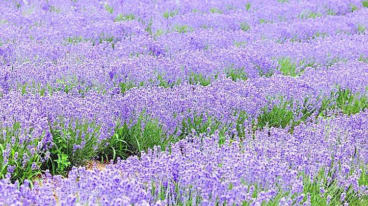 【新疆是个好地方】轻奢游系列小车 天山以北—北疆