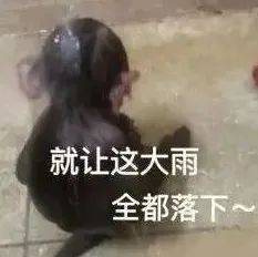 艾卡西亚暴雨表情包图片