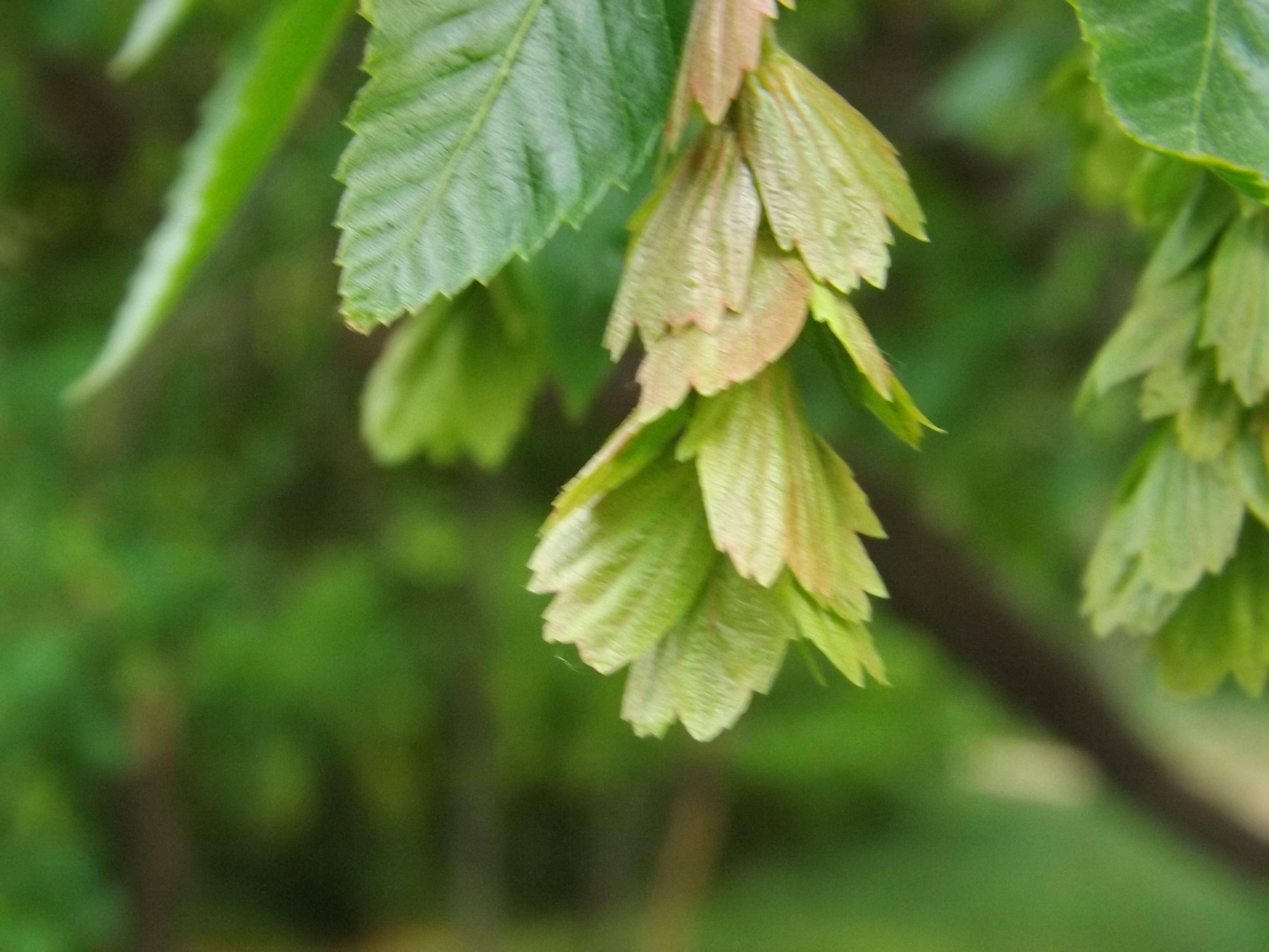 播种,这种自然的繁殖方式,依赖普陀鹅耳枥的种子来孕育新的生命.