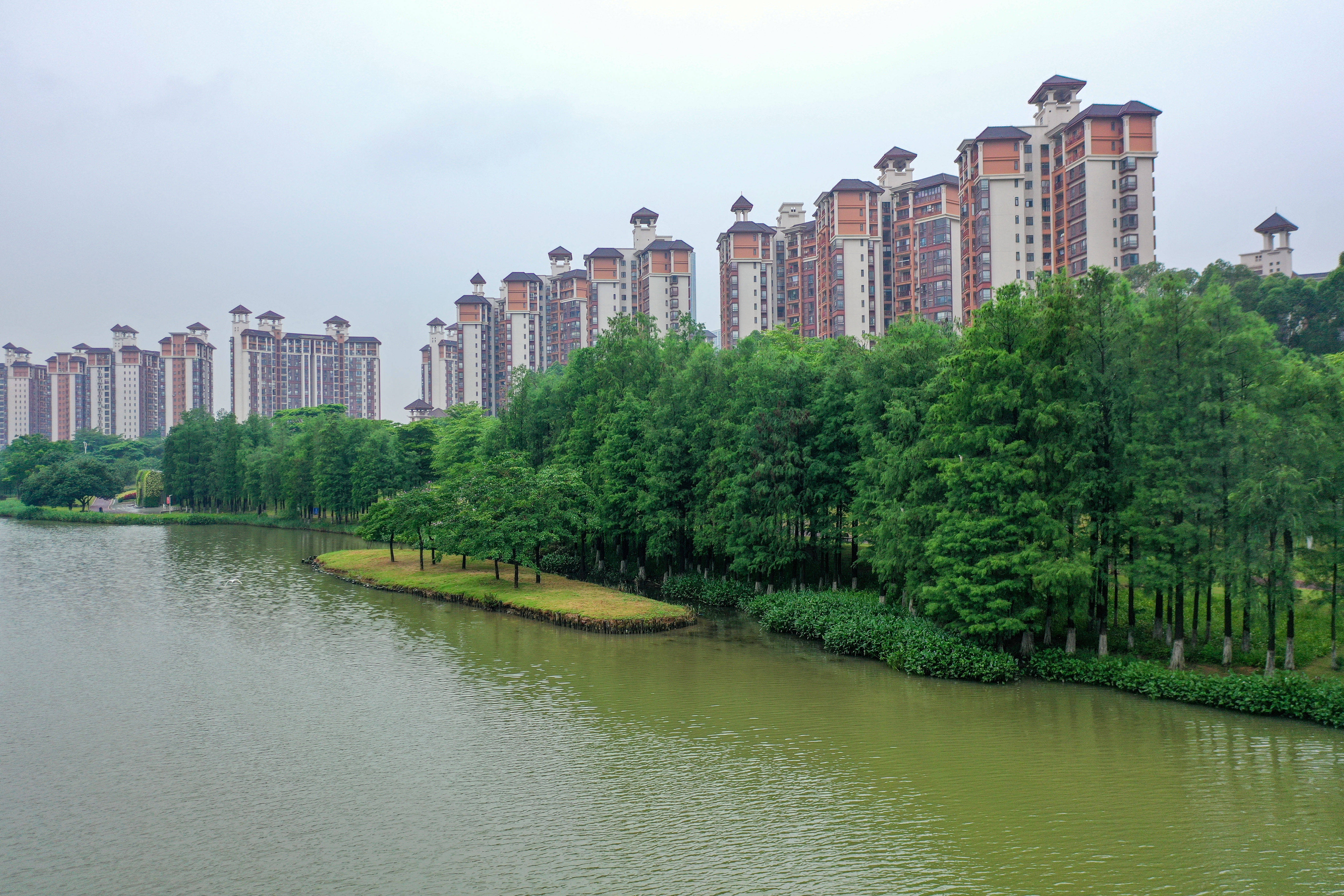 广州南沙"区树,区花"正式公布