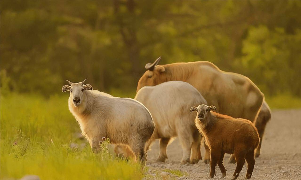 据说这对迷你小角能够帮它抵御外敌,但不管怎么看,用这样的角打架脑瓜
