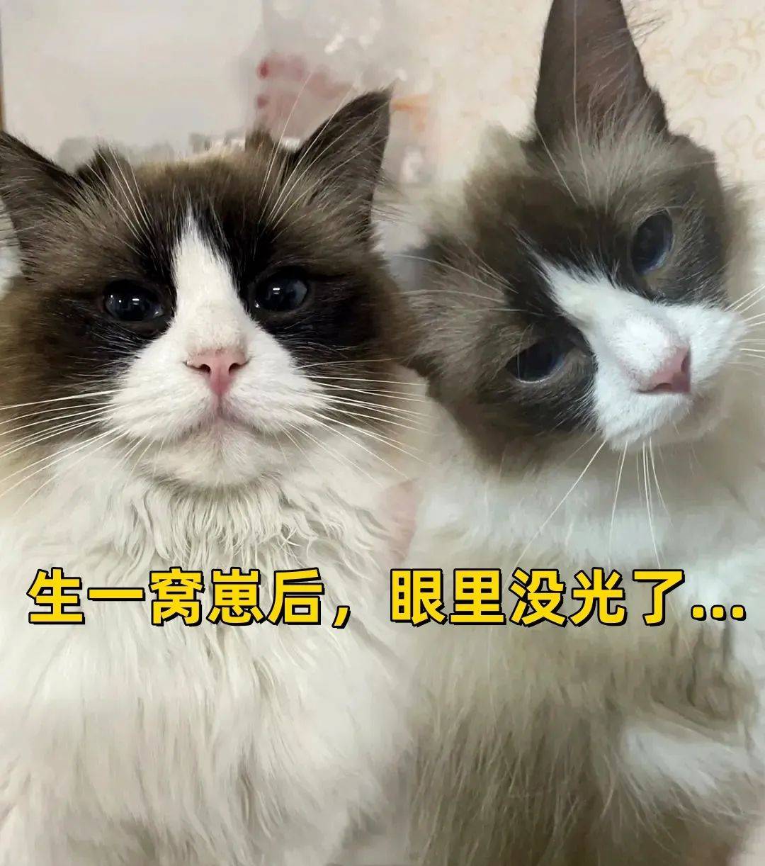 梦见猫生孩子图片