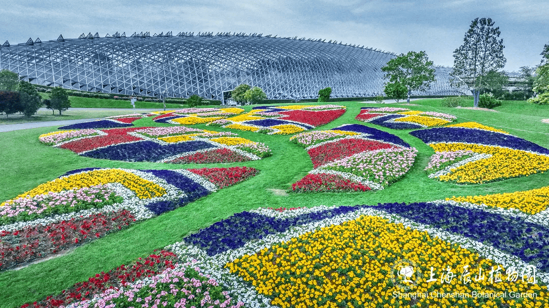 美出新高度!辰山印象主题花坛全新亮相