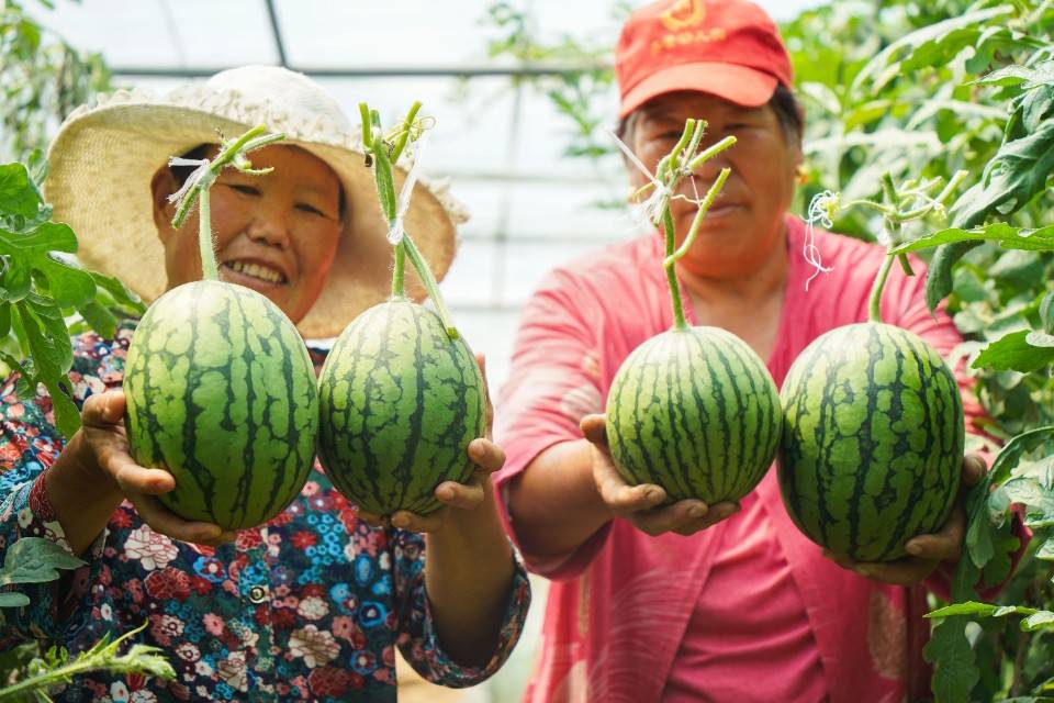 附近西瓜采摘园图片