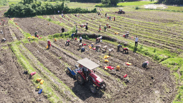 【乡镇观察】稳粮增收新路子→"马铃薯 水稻"轮作