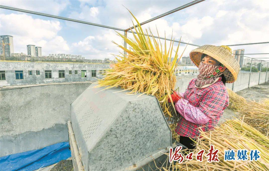 海南农业广场探索立体农业发展模式 楼顶种稻又养鱼 空中田园迎丰收