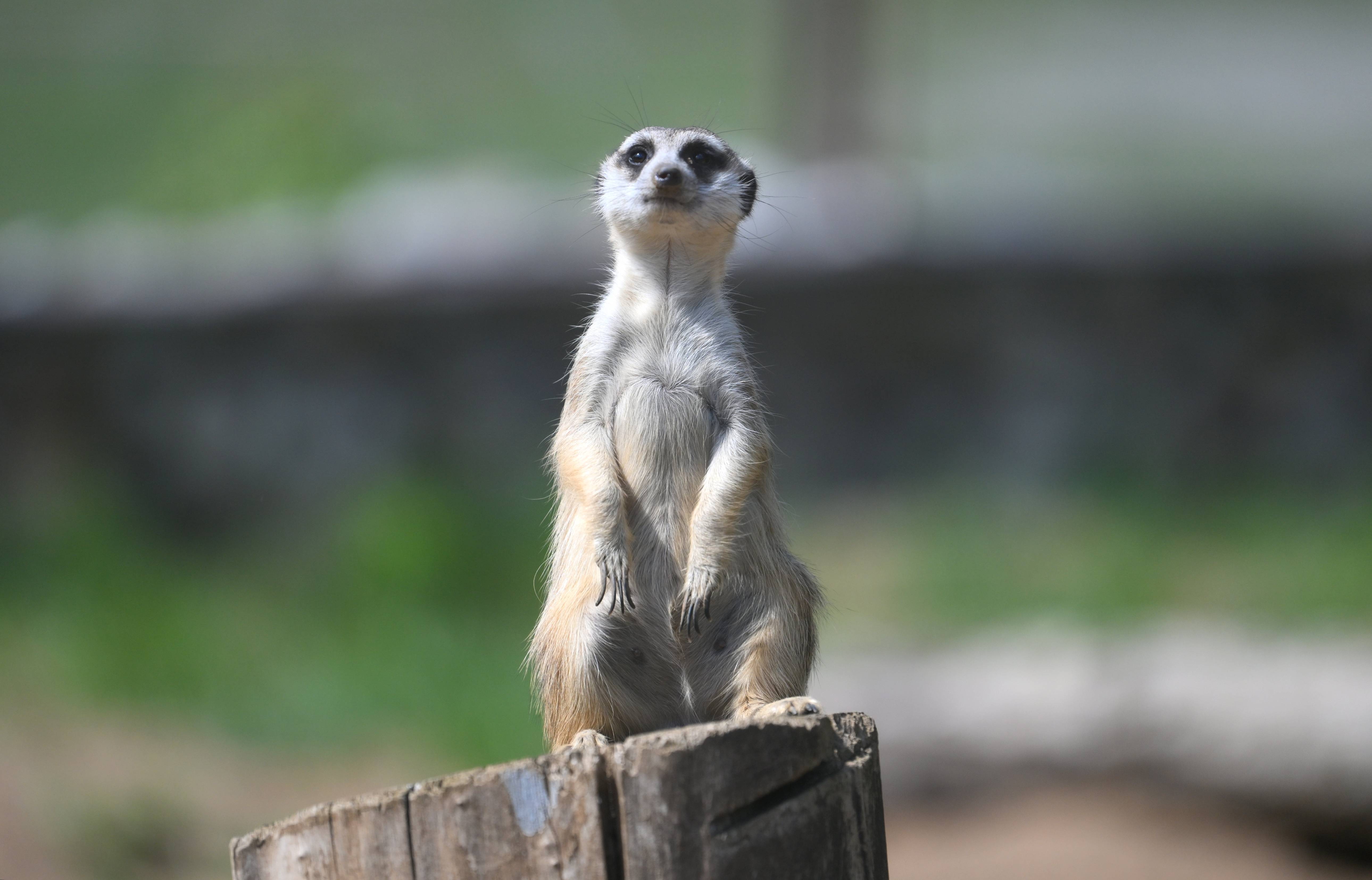 莫斯科动物园的动物们