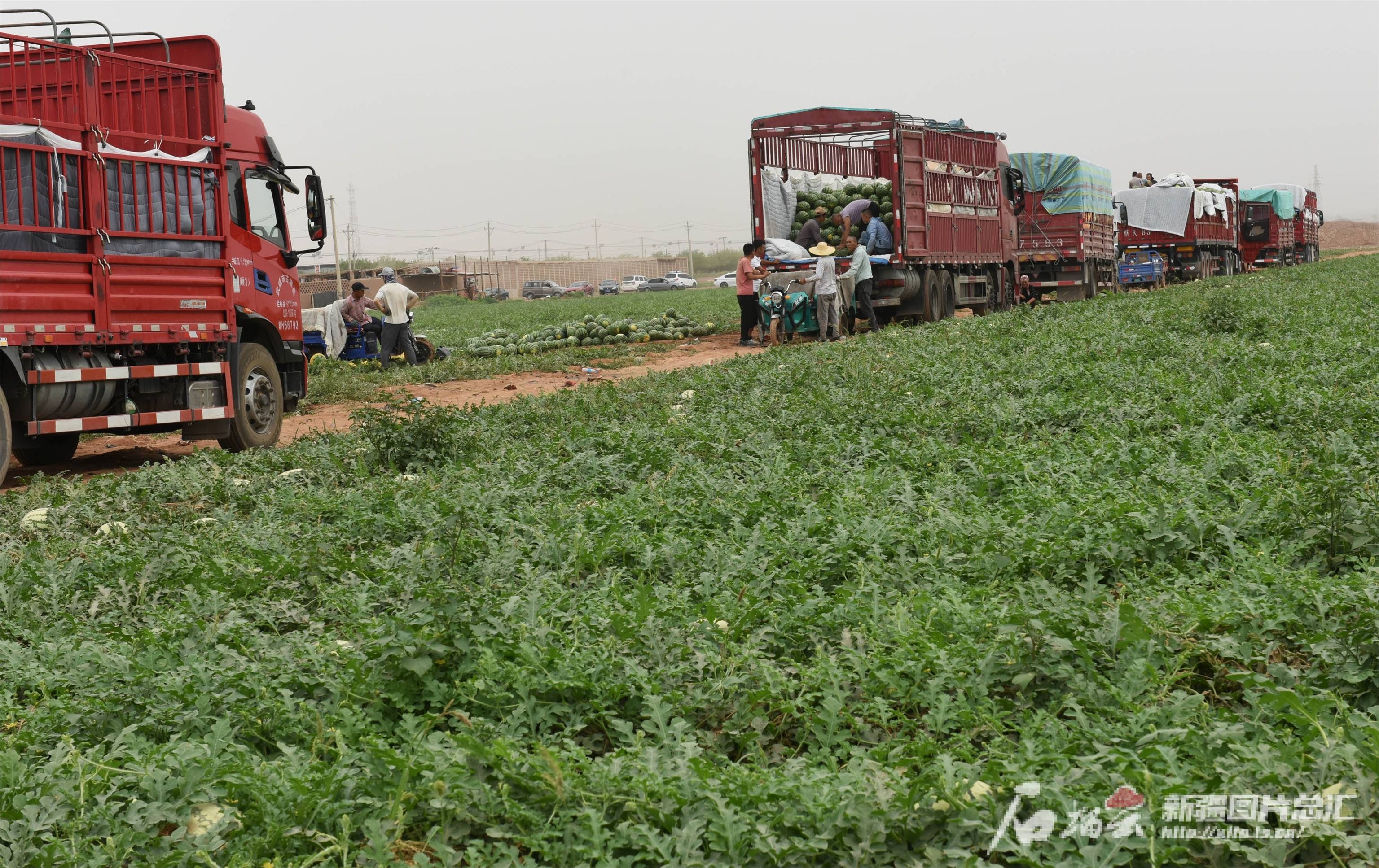 吐鲁番西瓜大量成熟上市_鄯善县_吐峪沟乡_种植