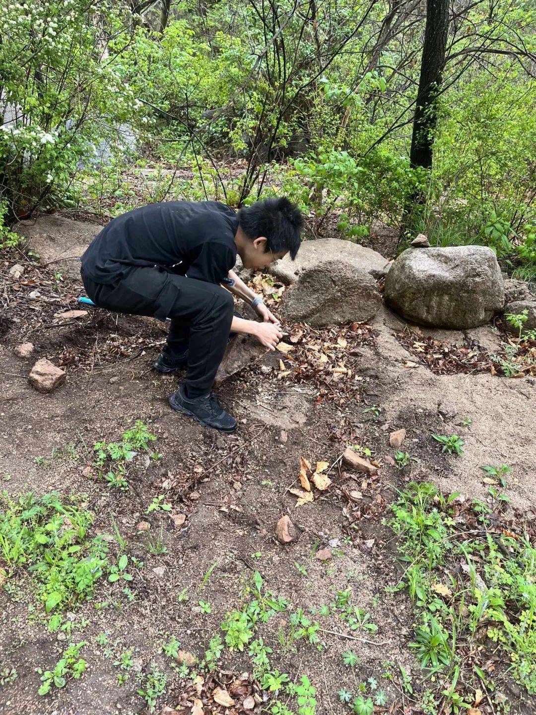 原始林生态的精华它都有!