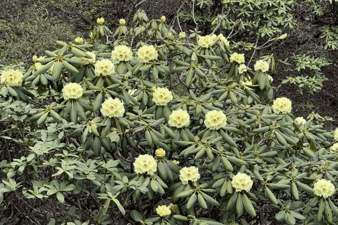 大理苍山洗马潭杜鹃花海"上新"