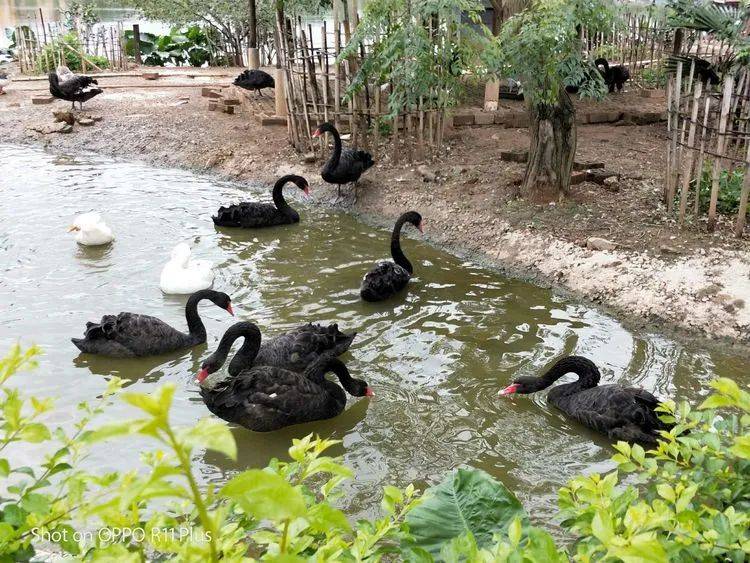 旅游景区坐落在平南县工业园,占地1300多亩,有酒文化生产体验,动物园