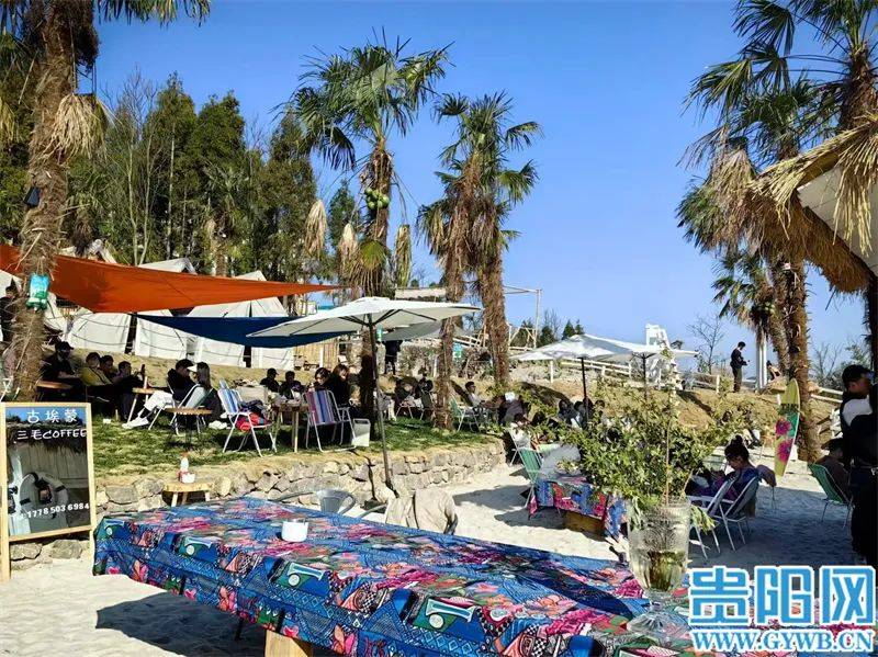 清镇市_杉树_产业