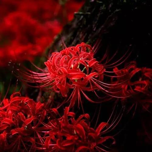 记住这100种开花植物,植栽设计又有何难!