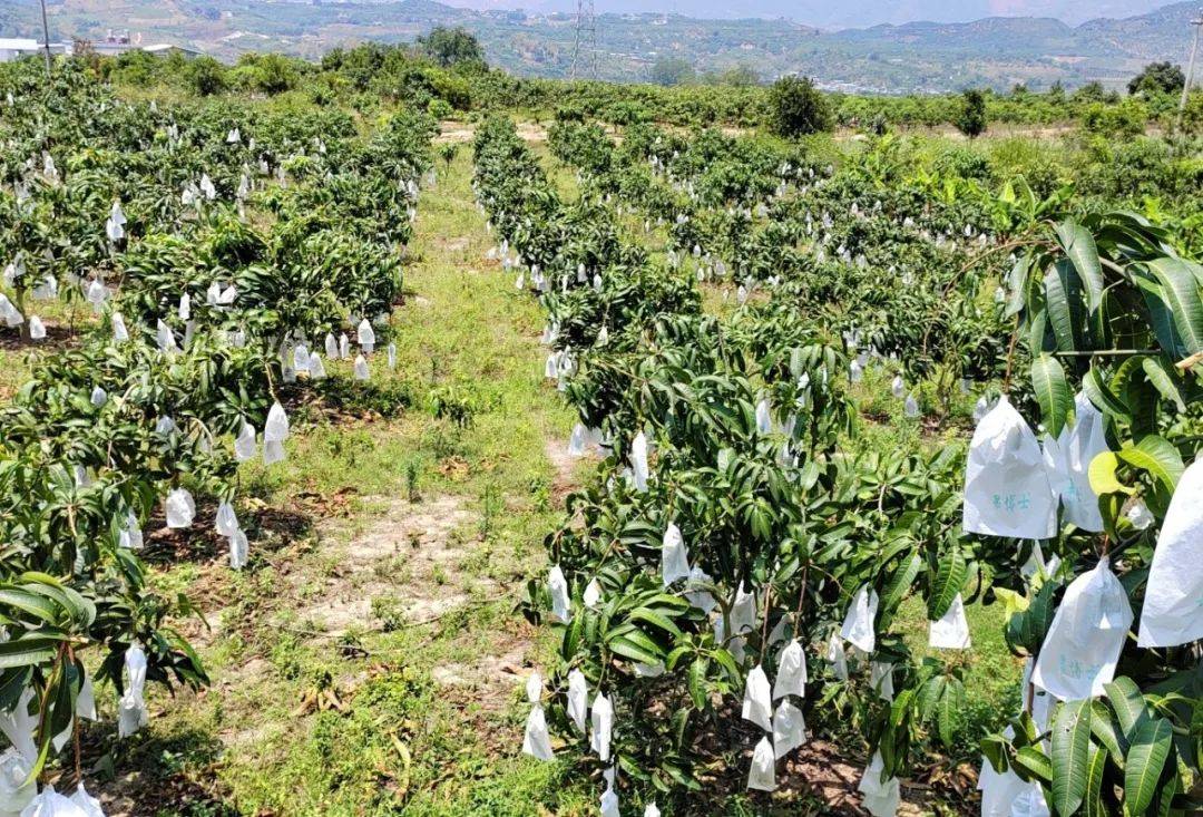临沧永德:芒果"穿新衣" 颜值身价双提升_套袋_永德县_种植户