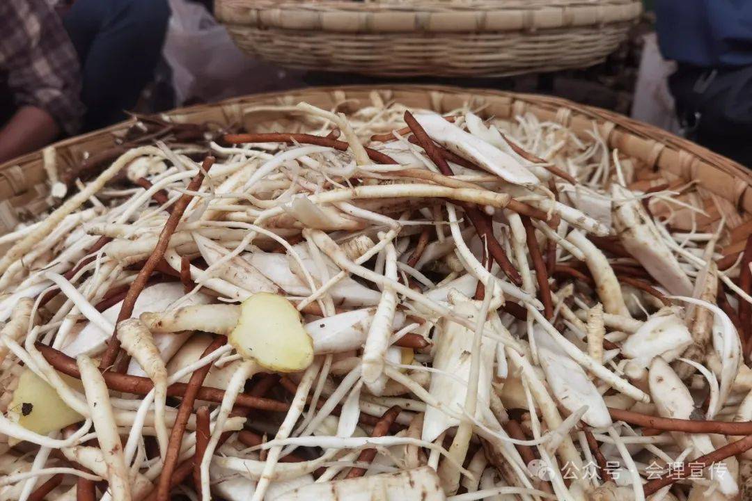 半夏端午,当归会理!