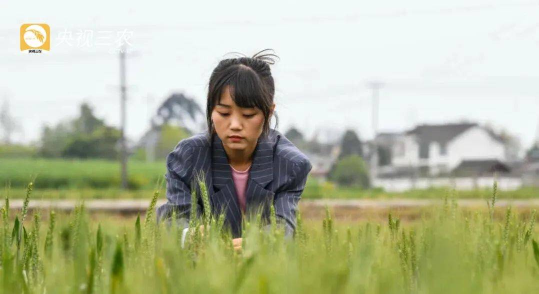 "新农人"王伶俐在田间查看冬小麦的长势情况