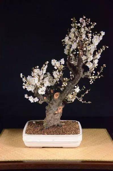 梅花盆景,个个精品!
