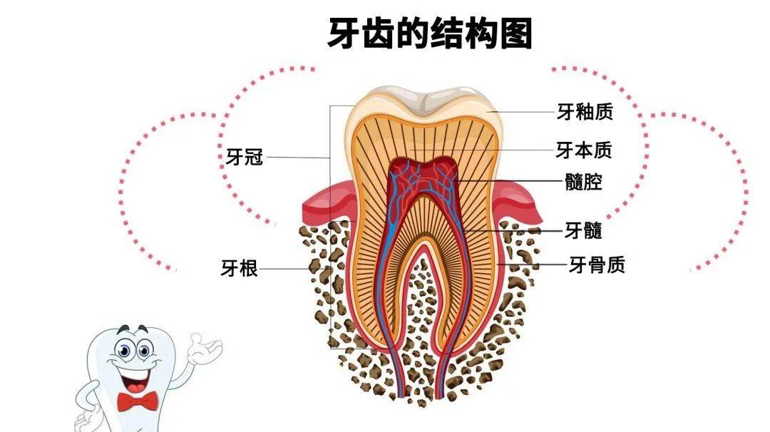 我们的牙根是埋在牙槽骨和牙周膜里面的,就像树根扎根在土壤中一样