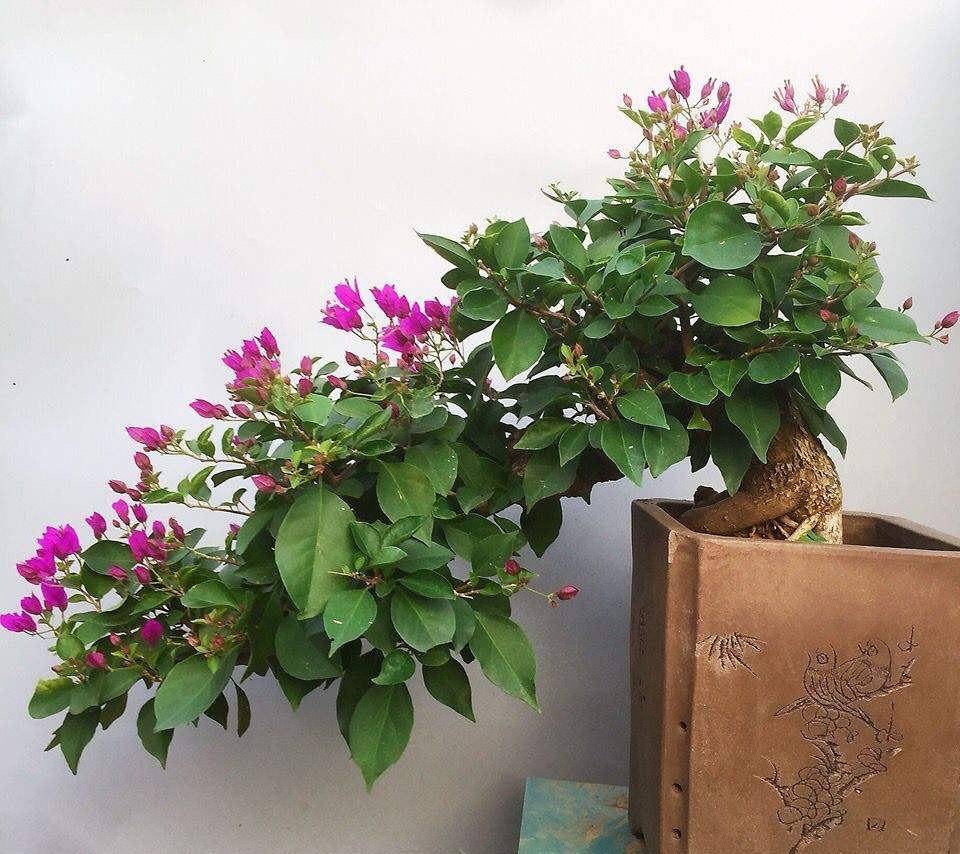 想养花不知道养啥好?根据3个方面选,越养越好,四季开花长爆棚