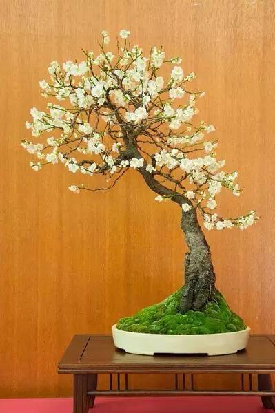 梅花盆景,个个精品!