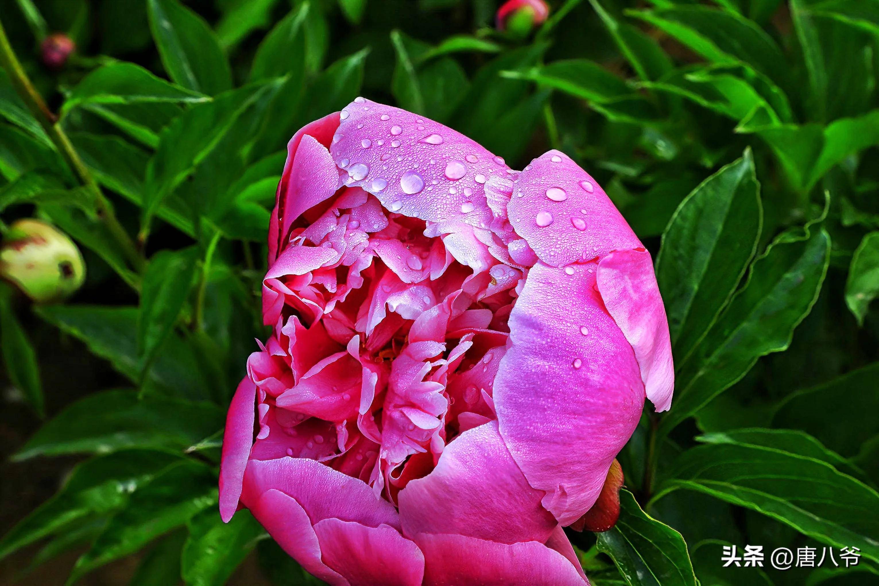 红花映绿叶,浓艳似霞彩,在春末夏初,芍药花开红红火火