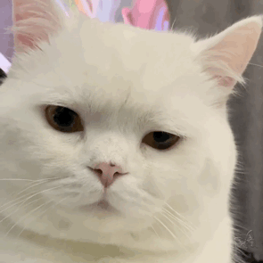 微信猫头表情含义图片