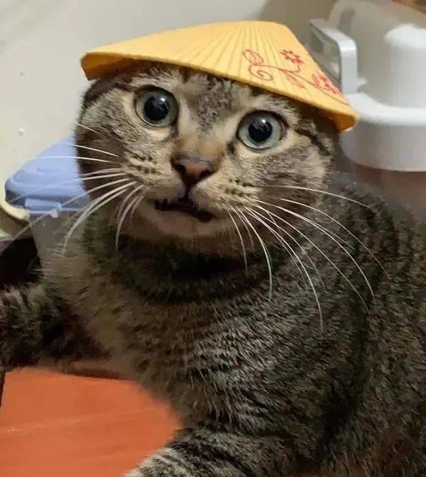 壁纸 动物 猫 猫咪 小猫 桌面 600_672