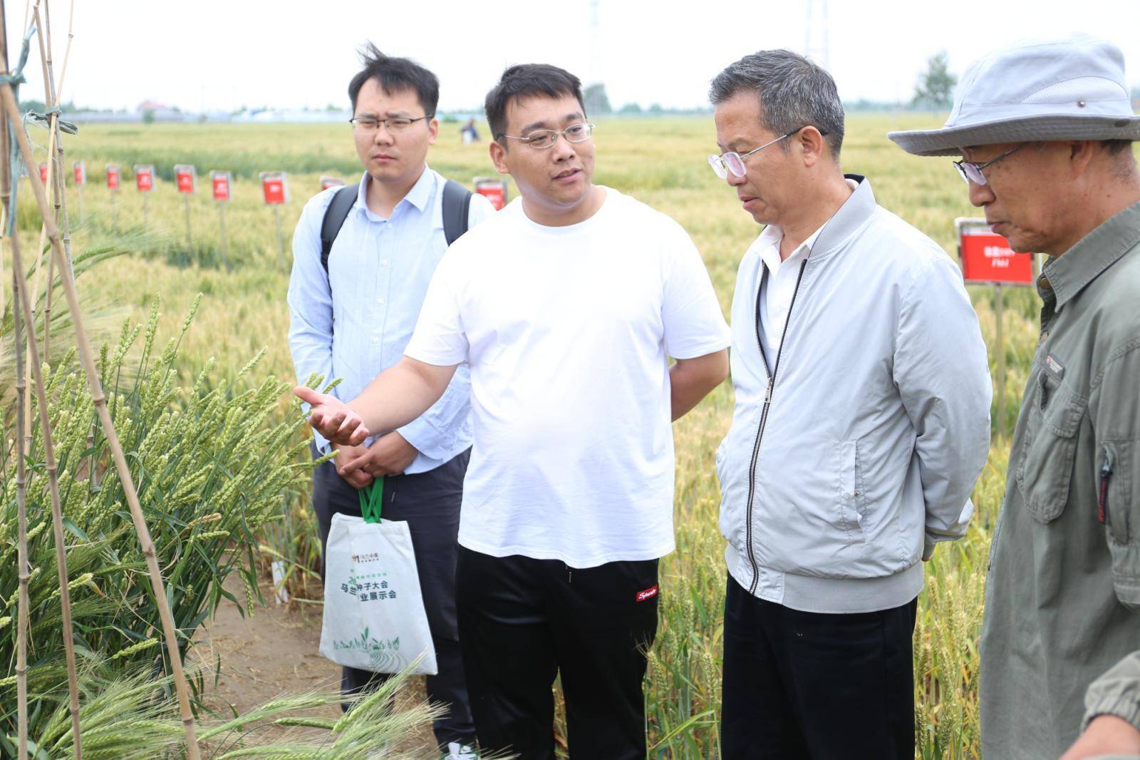 小麦_育种_刘志勇