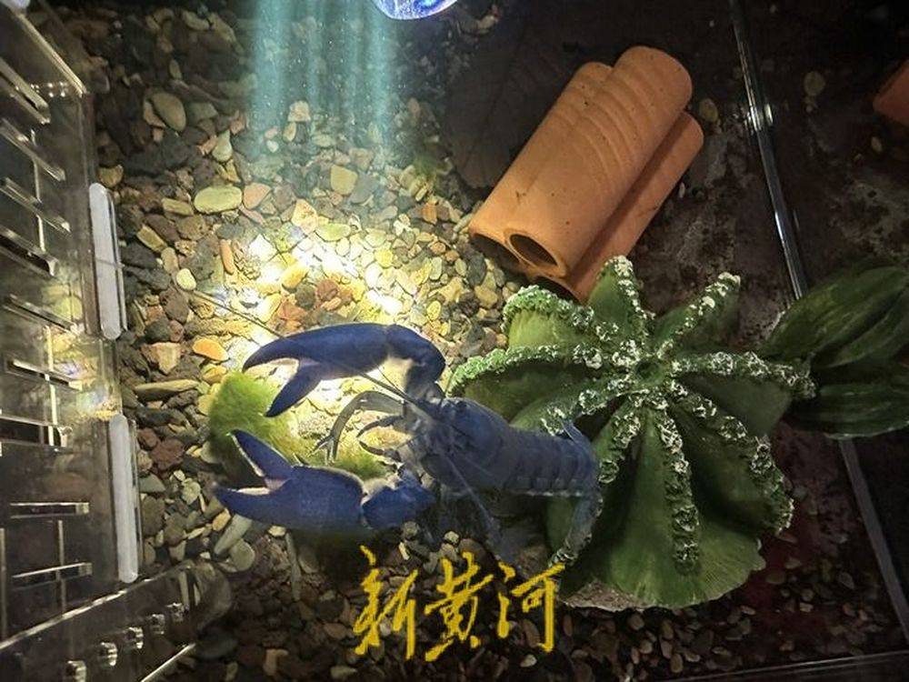 任先生告诉记者,鳌虾的种类有很多,价格从几十元到几万元不等.