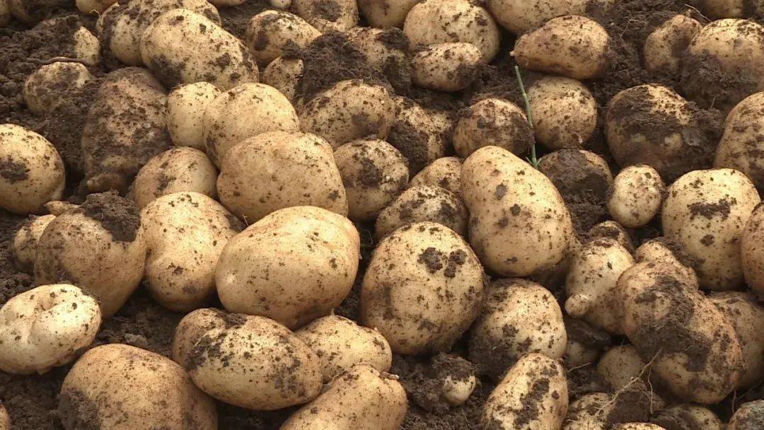 马铃薯丰收迎"薯"光 ,弥渡村民的钱袋子鼓了!