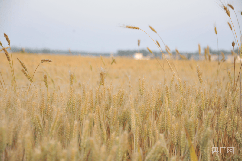 河南省商丘市:小麦长势良好 预计芒种前后开镰收割
