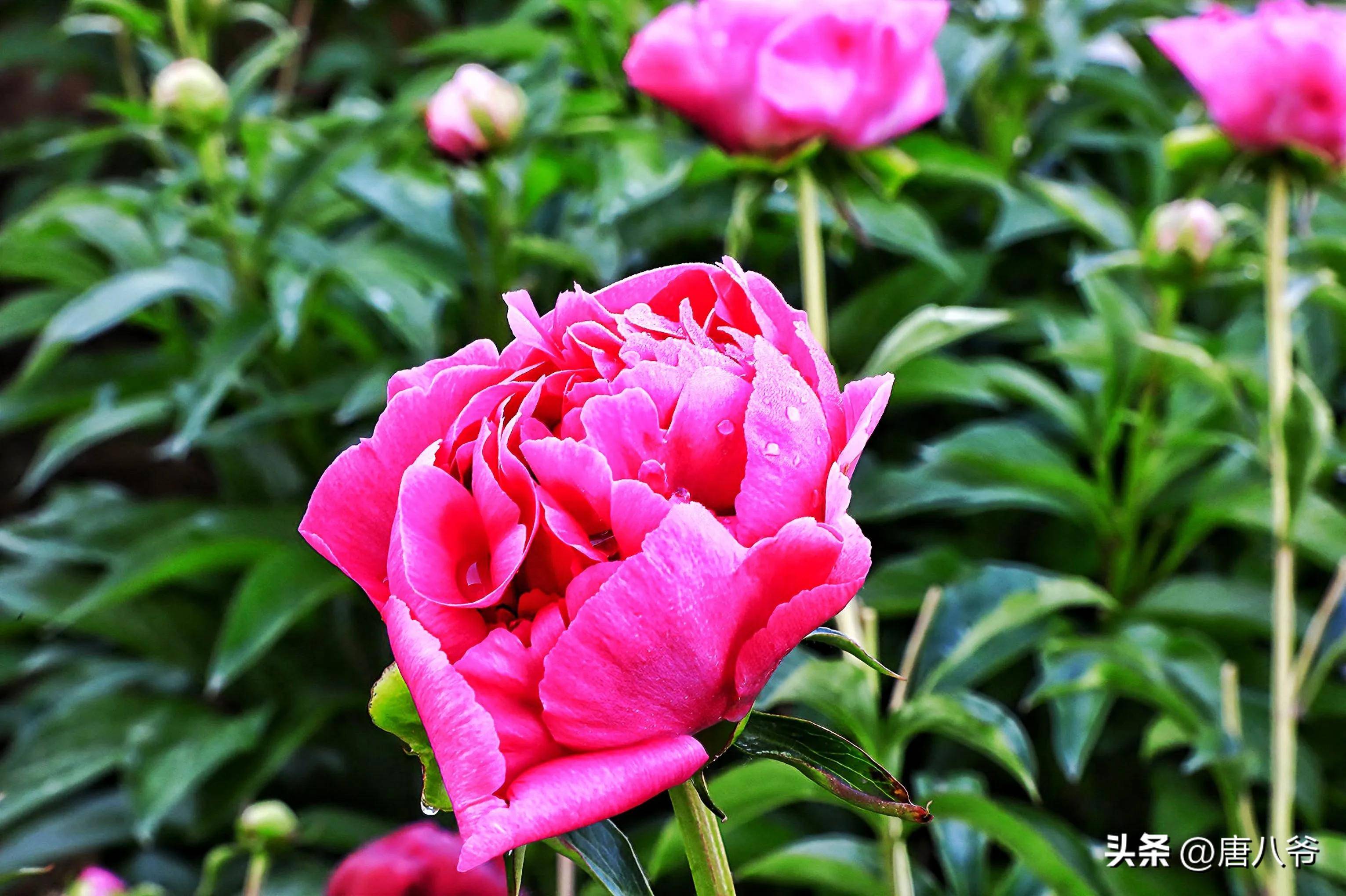 红花映绿叶,浓艳似霞彩,在春末夏初,芍药花开红红火火