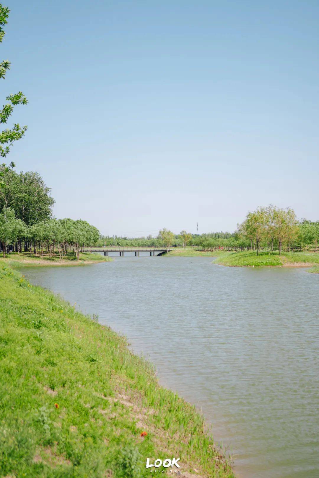 不藏了 · 北京最被低估的小众公园_自然_黑桥_夏日