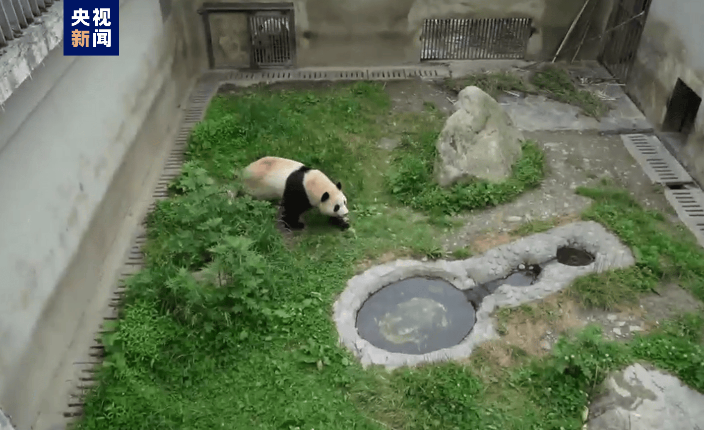 要“出关”喽！大熊猫“福宝”将于六月与公众见面