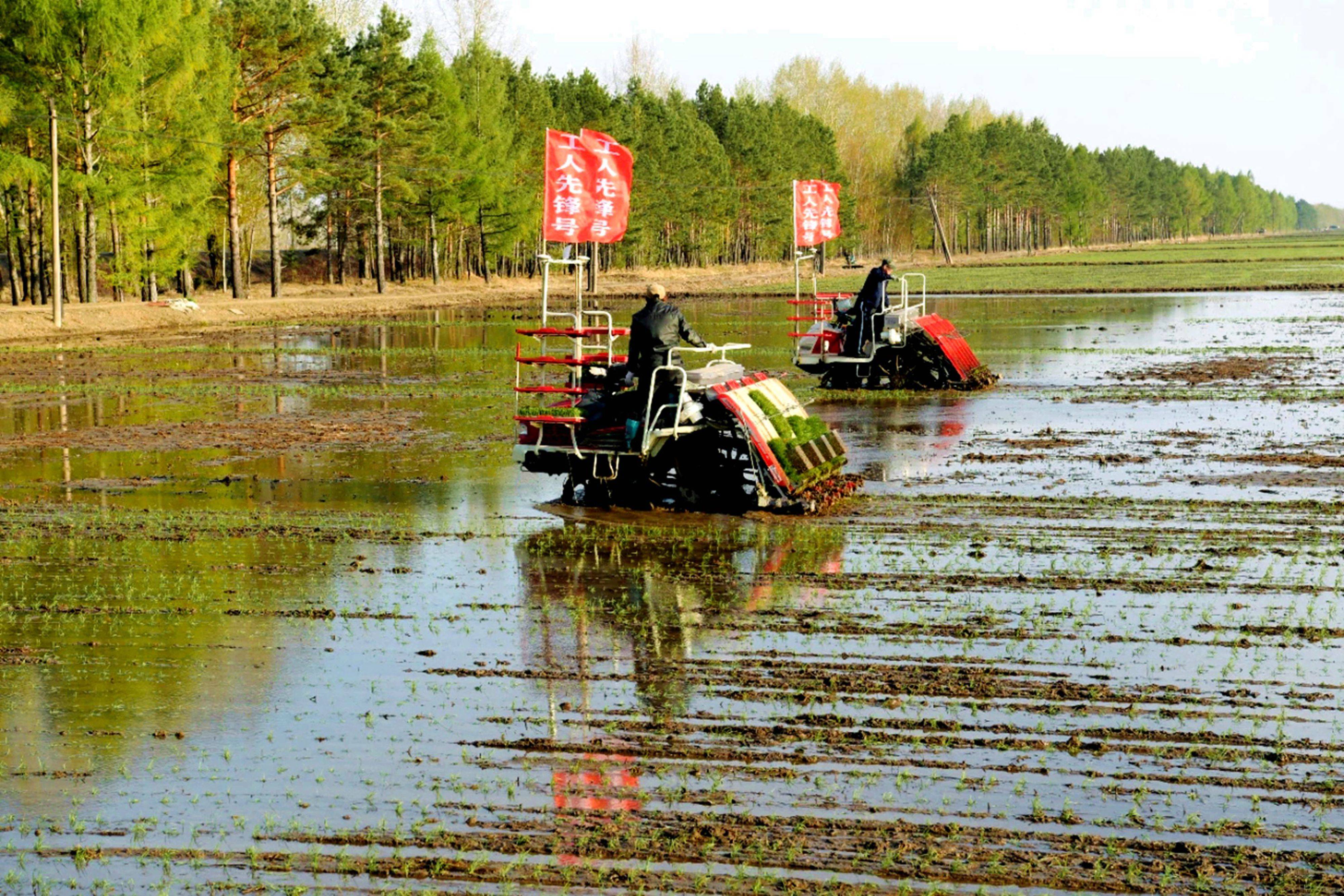 水稻插秧作业(刘江 摄)鸡西市农业农村局农机科科长李春梅介绍,最近