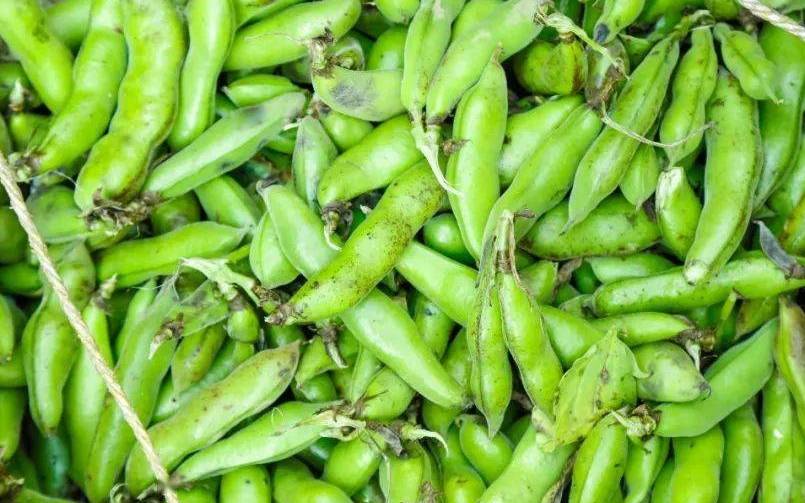 蚕豆是"创"出来的