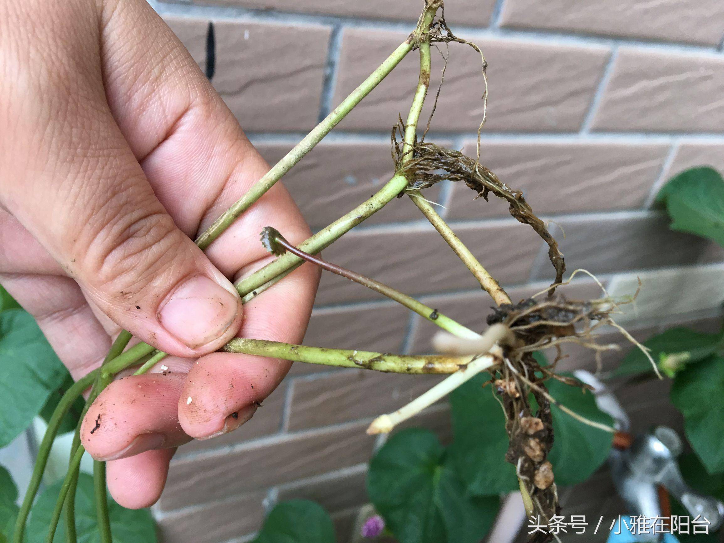 朋友送了一根铜钱草,居然就这样养爆盆了,方法好简单!