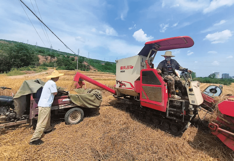 局)近日,在长安区五台街道团结村的麦田里,联合收割机开足马力作业