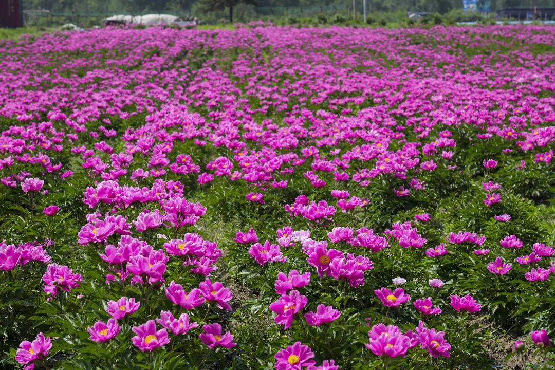 霸屏大家的朋友圈漫山遍野的芍药正在盛放辽阳太子岛十里画廊旁暑气生