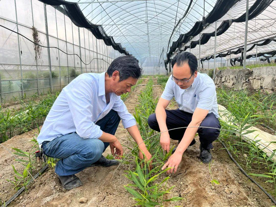 通过示范,尖山镇红爪姜快速扩展到了近300亩,每亩种植效益达到2万元