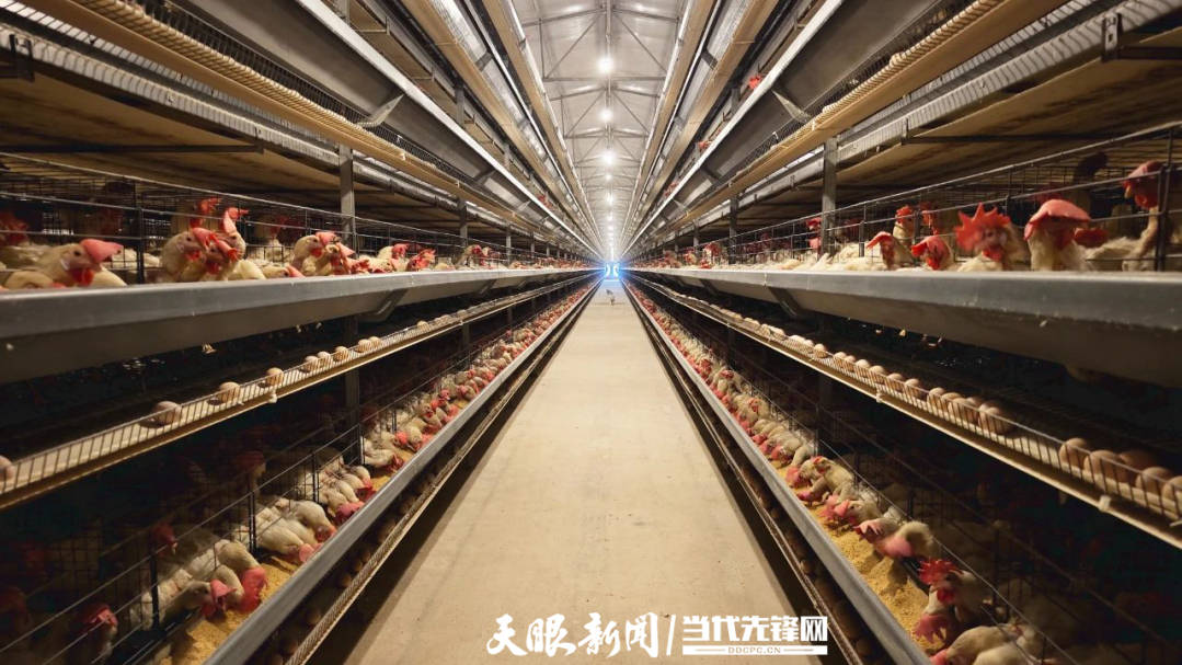 威宁新发乡:智能化蛋鸡养殖 每天产蛋27万余枚
