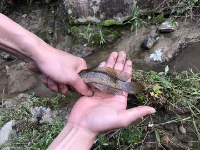 似黑鱼而非黑鱼,似泥鳅而非泥鳅,全身布满珠色亮点的"七星鱼"