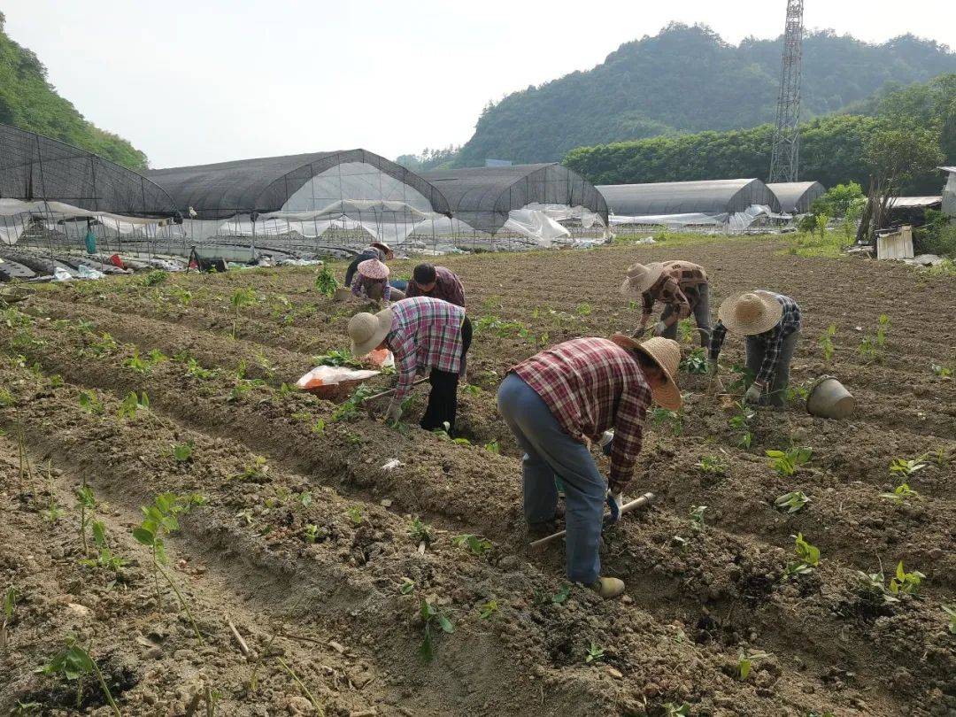 绩溪:黄精栽种忙 乡村产业旺_种植_村民_发展中心