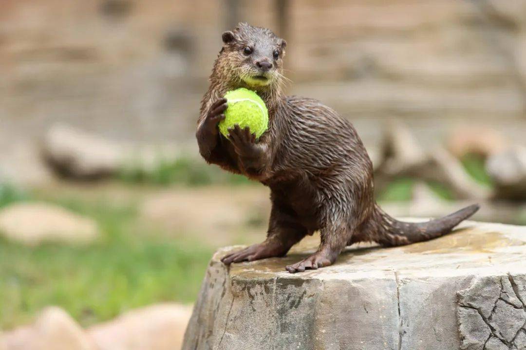 水獭_世界_展区