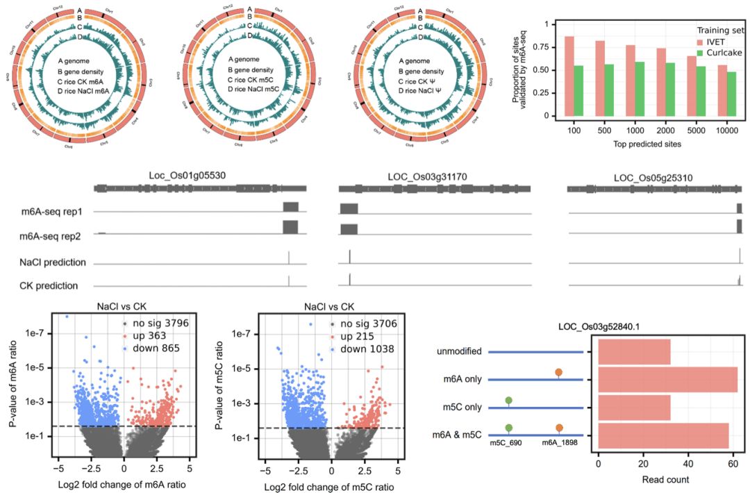 上海交大余祥课题组和上海辰山植物园杨俊/王红霞团