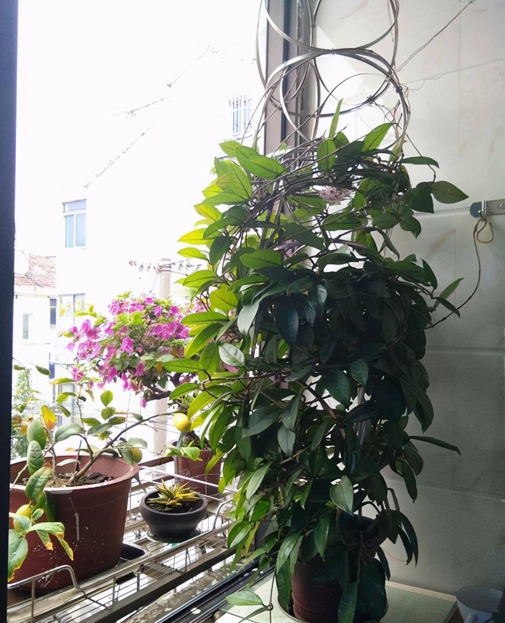 家里养球兰,做好3件事,花苞超级多,花型特别美